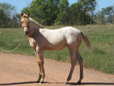 Paddys Gin Sarabi JW <BR>AQHA 5826141